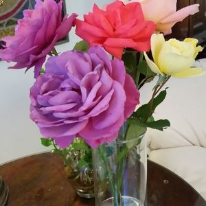 Meet your Posher, Paula lee